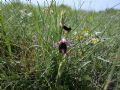 Ophrys bertolonii